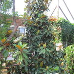 Magnolia grandiflora 'Goliath' - 