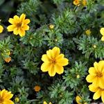 Bidens ferulifolia 'Yellow Sunshine' - 