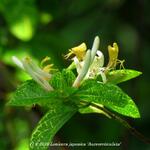 Lonicera japonica 'Aureoreticulata' - 