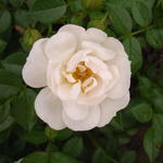 Rosa 'Bienenweide Weiss' - Rosa 'Bienenweide Weiss' - 