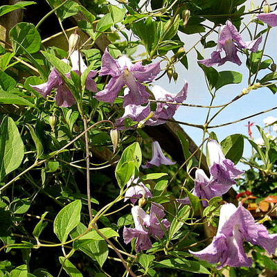 Clematis viticella 'Betty Corning' - 