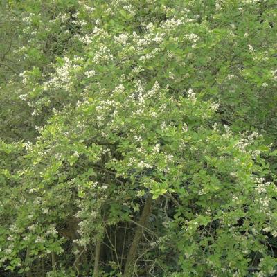 Ligustrum ovalifolium - Troène à feuilles ovales - Ligustrum ovalifolium