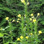 Oenothera biennis - 