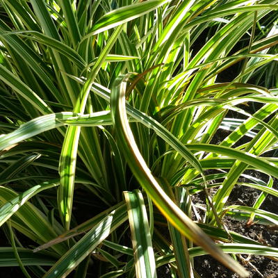 Carex morrowii 'Goldband' - 