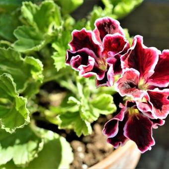 Pelargonium x domesticum 'Princess Virginia'