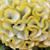 Celosia cristata
