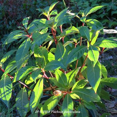 Fuchsia paniculata - 