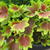 Pelargonium 'Lotusland' (Stellar type)