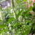 Agastache rugosa f. albiflora 'Alabaster'