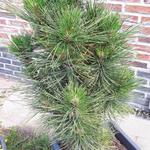 Pinus mugo 'Gnom' - PIN DE MONTAGNE 'GNOM' , PIN MUGHO 'GNOM'