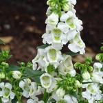 Angelonia angustifolia 'SERENA White' - Angelonia angustifolia 'SERENA White' - 
