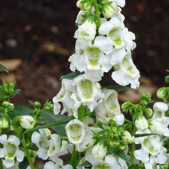 Angelonia angustifolia 'SERENA White'