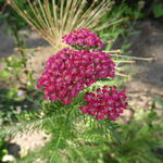 Achillea millefolium 'Cerise Queen' - Achillea millefolium 'Cerise Queen'