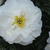 Paeonia lactiflora 'Miss America'