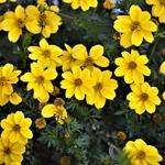 Bidens ferulifolia 'Yellow Sunshine' - 
