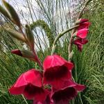 Gladiolus papilio 'Ruby' - 