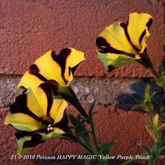Petunia HAPPY MAGIC 'Yellow Purple Touch'