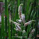 Mentha rotundifolia  - 