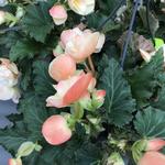 Begonia 'FRAGRANT FALLS IMPROVED' - 