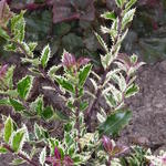Ilex aquifolium 'Ingramii' - 