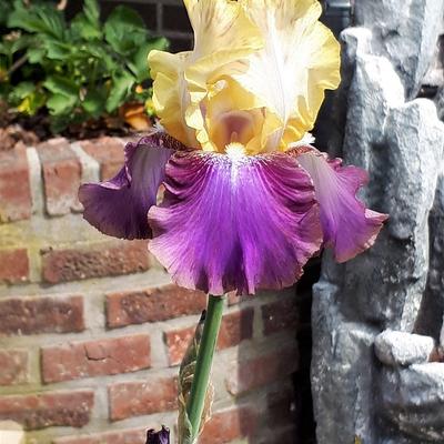Iris germanica 'Edith Wolford' - 