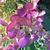 Hydrangea paniculata 'Pinky Winky'