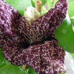 Aristolochia grandiflora - 
