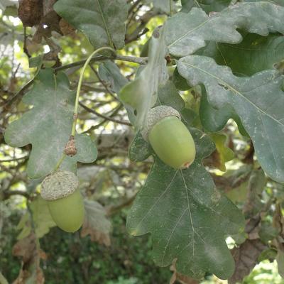 Quercus robur - Stieleiche - Quercus robur