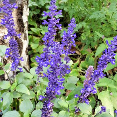 Salvia farinacea 'FARINA Blue' - 