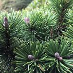 Pinus mugo 'Sherwood Compact' - 