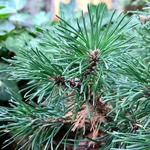 Pinus mugo subsp. uncinata 'Heideperle' - 