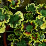 Pelargonium x hortorum 'Mrs. Strang' - 