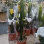 Euphorbia ingens - Euphorbia ingens - Kaktus-Wolfsmilch