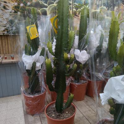 Euphorbia ingens - 