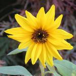 Helianthus atrorubens - Geäugte Sonnenblume