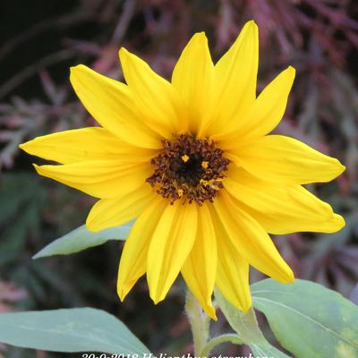Geäugte Sonnenblume - Helianthus atrorubens