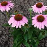 Echinacea SUNSEEKERS 'Pink' - Echinacea SUNSEEKERS 'Pink'
