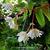 Begonia pendula