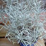 Helichrysum stoechas - Immortelle commune