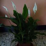 Spathiphyllum 'Pearl Cupido' - 