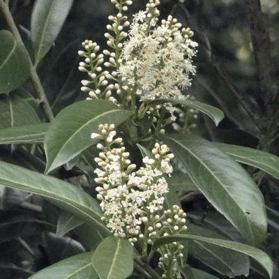 Prunus Laurocerasus 'Rotundifolia’ - Prunus Laurocerasus 'Rotundifolia’