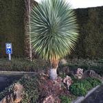 Yucca rostrata - 