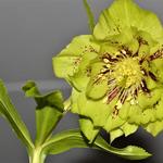 Helleborus x hybridus Harvington double green speckled - 