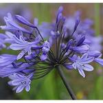 Agapanthus 'Greenfield' - 
