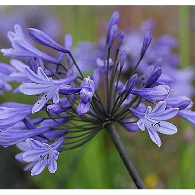 Agapanthus 'Greenfield' - 