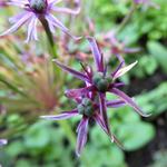 Allium 'Spider' - 