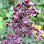 Atriplex hortensis var. rubra - 
