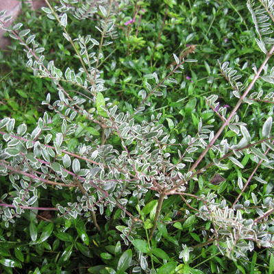 Cotoneaster atropurpureus 'Variegatus' - Cotoneaster atropurpureus 'Variegatus'