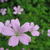 Geranium x oxonianum 'Rose Clair'