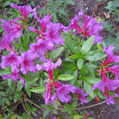 Rhododendron 'Lilac Time' - 